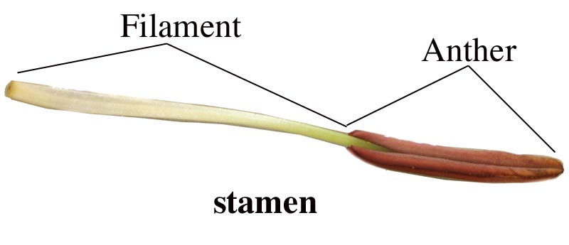 Stamen Example Anther Filament