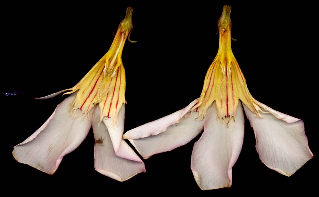 Department of Botany