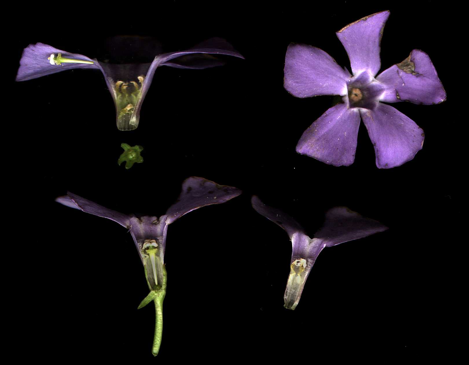 Department of Botany