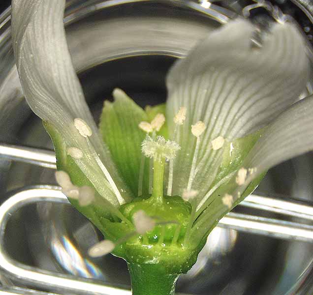 Department of Botany