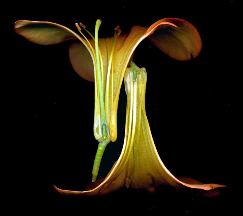 Department of Botany
