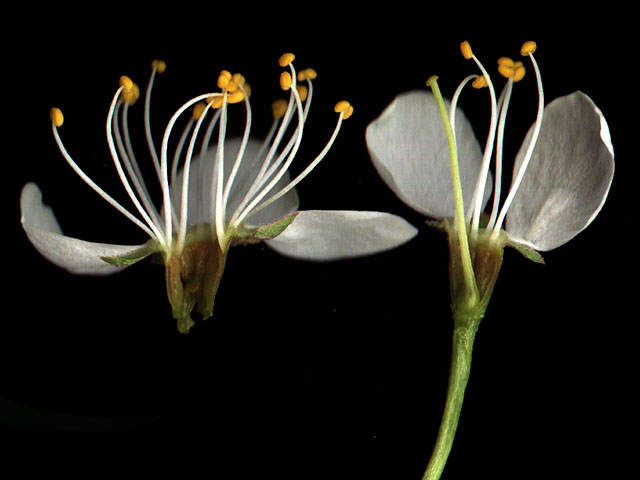 Department of Botany