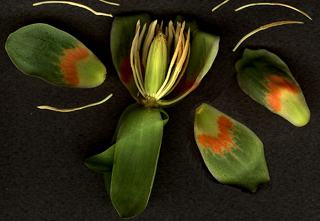 Department of Botany