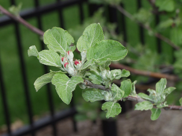 Department of Botany