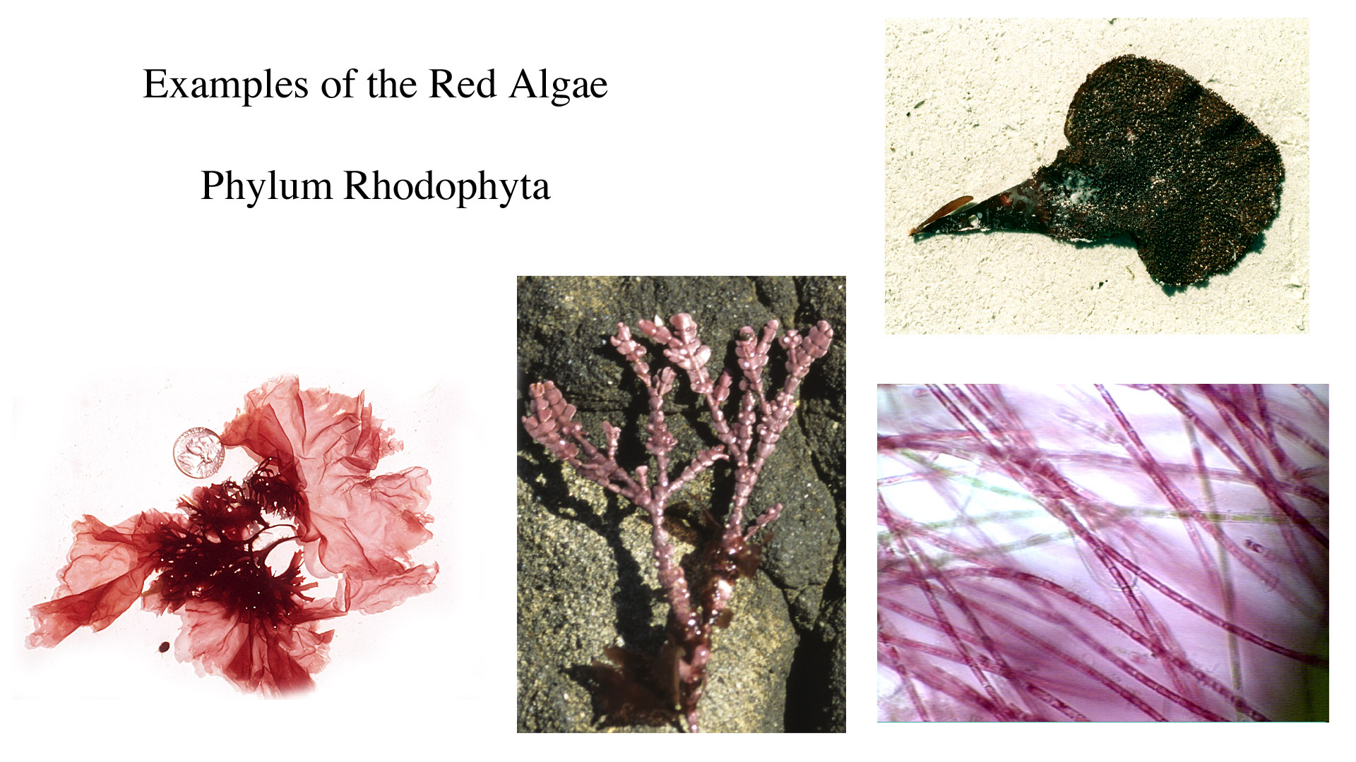 Rhodophyta Examples