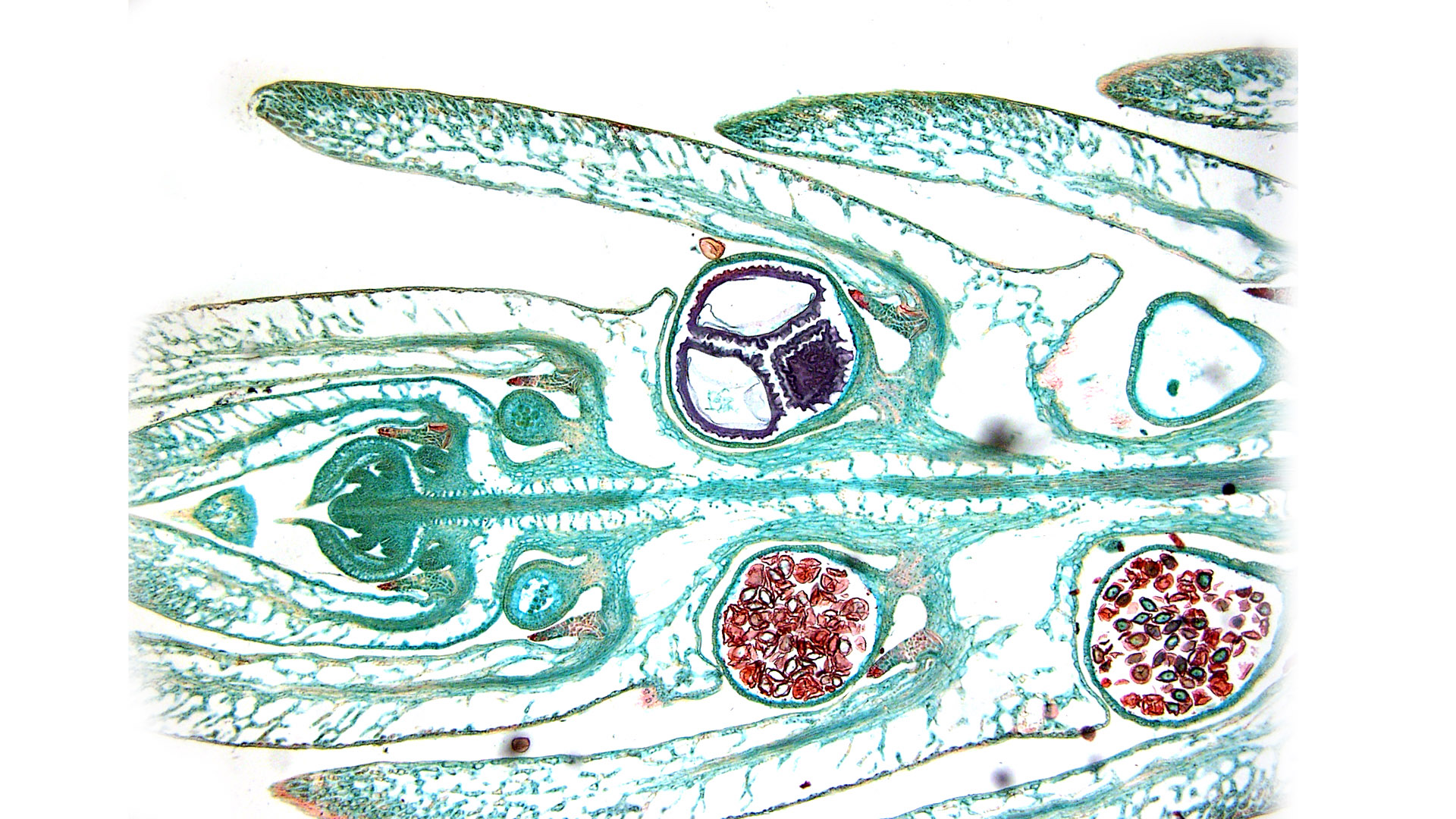 Strobius Department of Botany