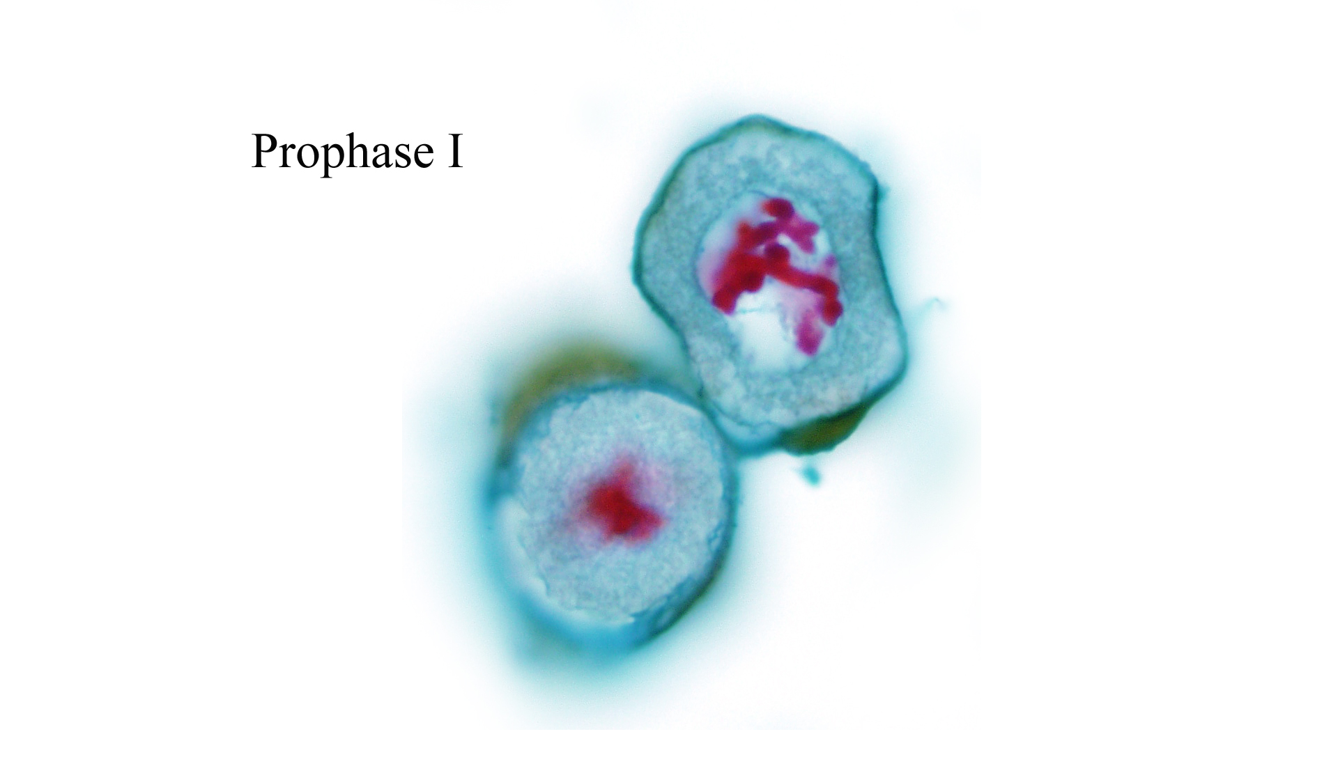 prophase i