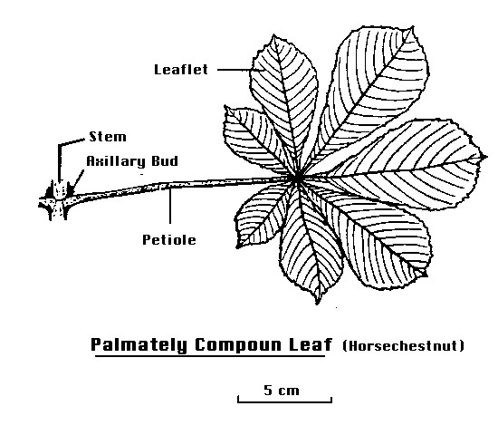 Department of Botany