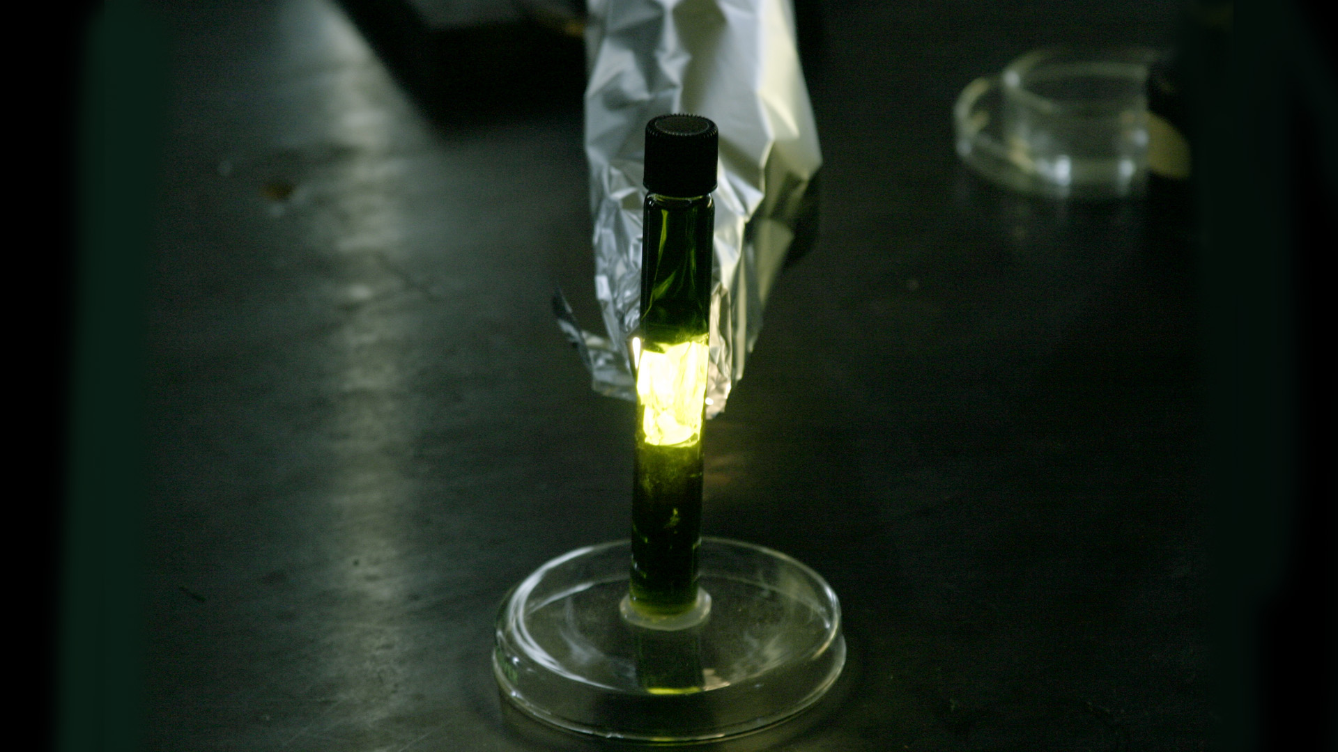 Trasmitted Light Example Department of Botany