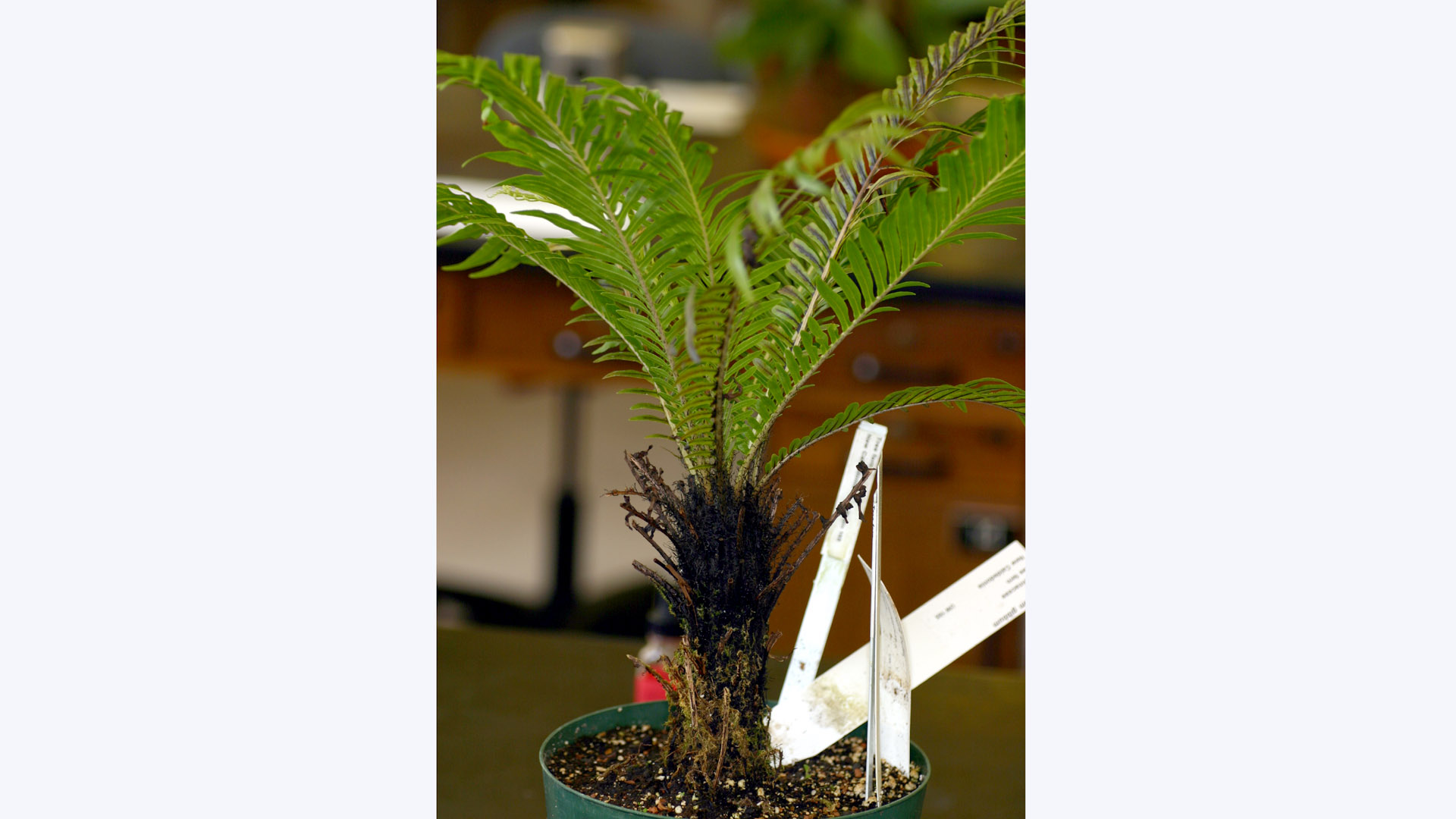 Department of Botany