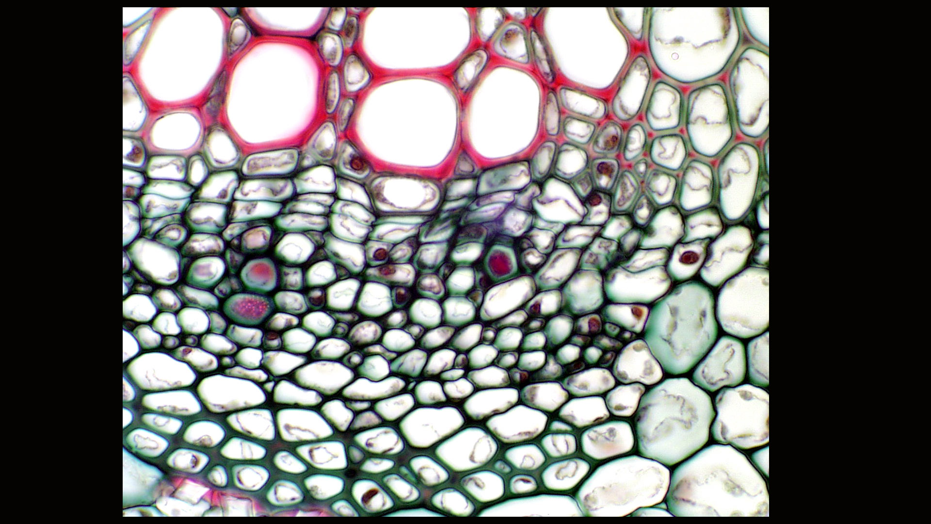 Sieve Cells Vs Sieve Tube Elements