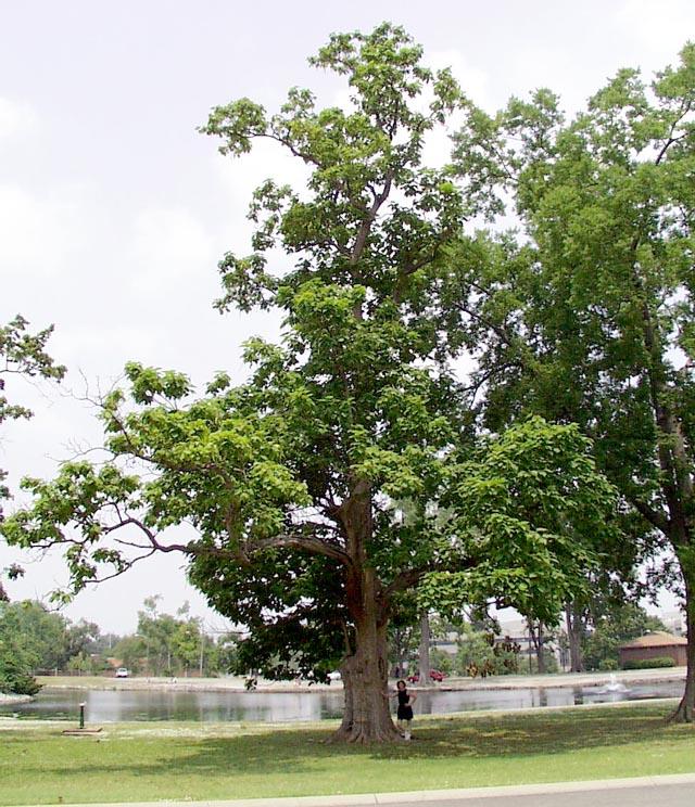 Department of Botany