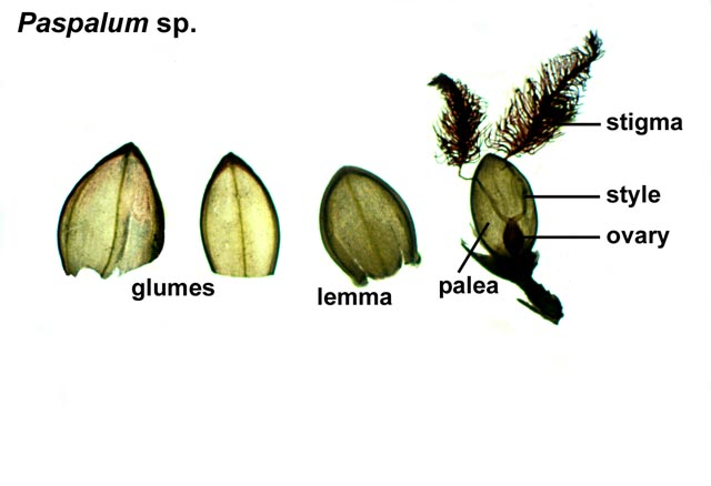 Glume Color Department of Botany