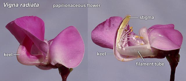 Department of Botany