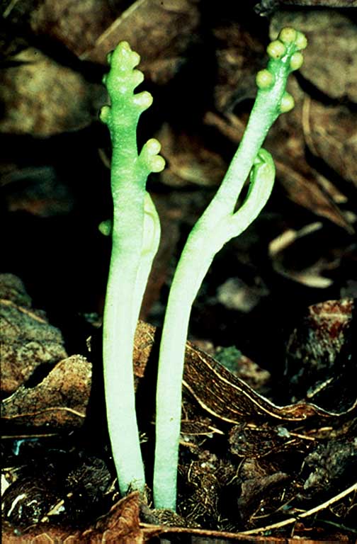 Department of Botany