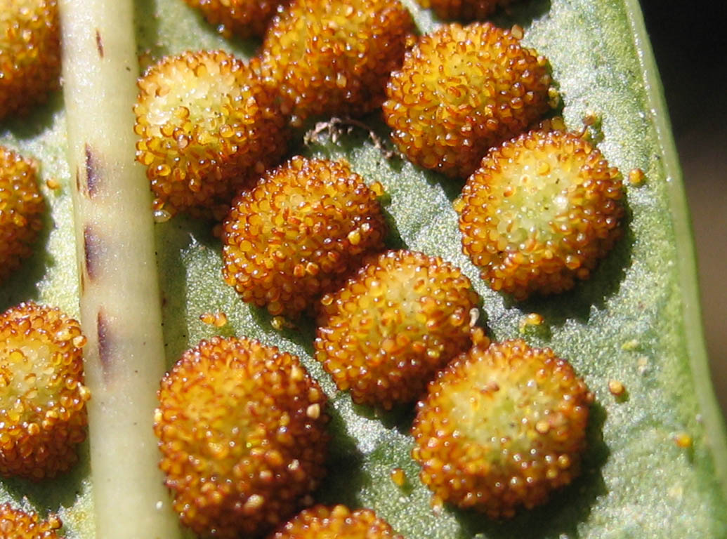 Department of Botany
