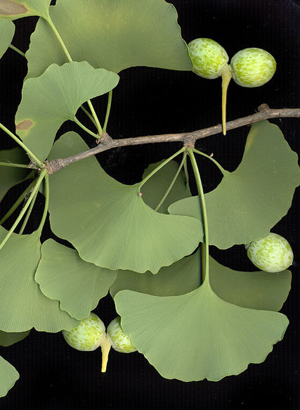 Ginkgophyta