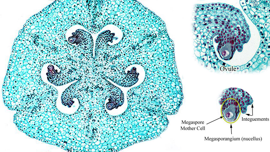Lilium Ovary