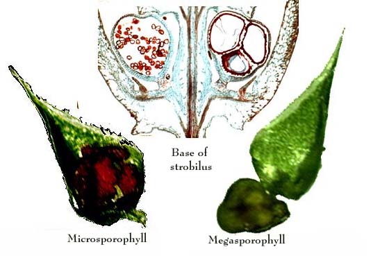 index-of-botany-130-diversity-plants-vascular-plants-selaginella-images