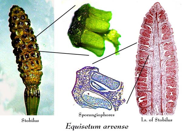 Horsetail Strobilus