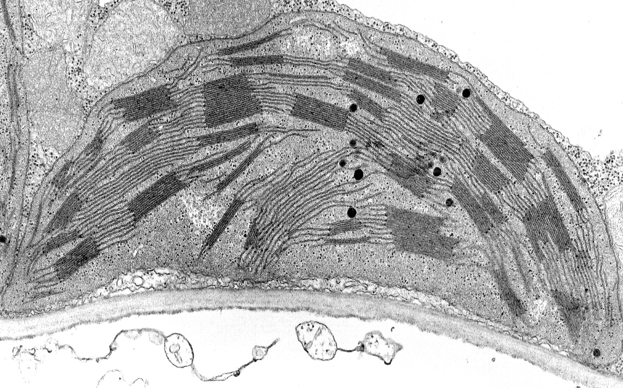 young-cell