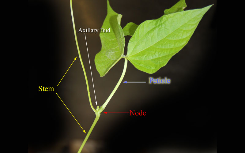 What are nodes in plants Idea