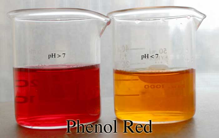 phenol-red