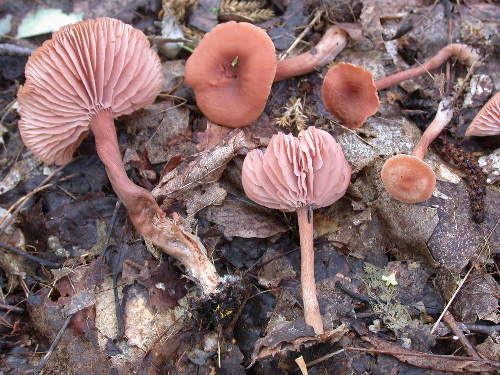 Laccaria bicolor, faded basal mycelium.  Photo by Dan Lindner