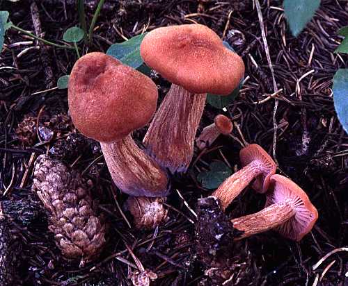 Laccaria bicolor from New Mexico.  note purple basal mycelium