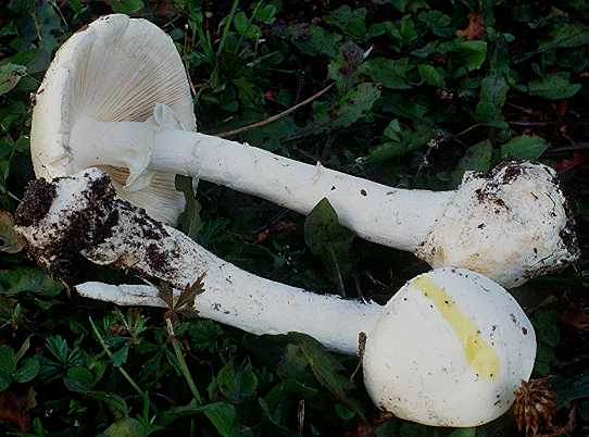 Amanita virosa with KOH