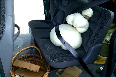 Tom Volk's Fun with Calvatia, giant puffballs