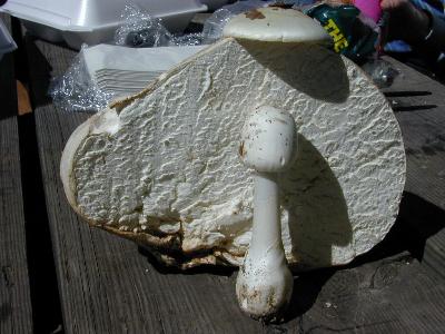 Tom Volk's Fun with Calvatia, giant puffballs