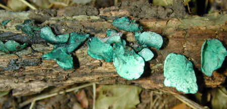 Chlorociboria growing on wood