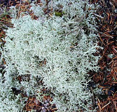 Cladonia rangifera, one of the reindeer lichen, Tom Volk's Fungus of the  Month for December 2000