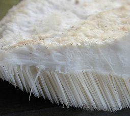 Climacodon septentrionale, the northern tooth fungus, Tom Volk's Fungus of  the Month for February 2001, Climacodon septentrionale the northern tooth  fungus