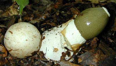 Dictyophora duplicata