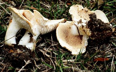 hydnum mushroom albidum tooth sweet mississippi botany wisc fungi botit toms edu