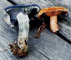 Lactarius indigo psychedelic