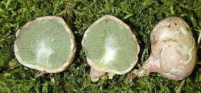 cross section and whole eggs of Mutinus caninus, the dog stinkhorn